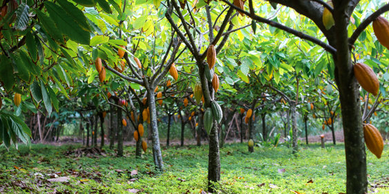 Kakaoplantage