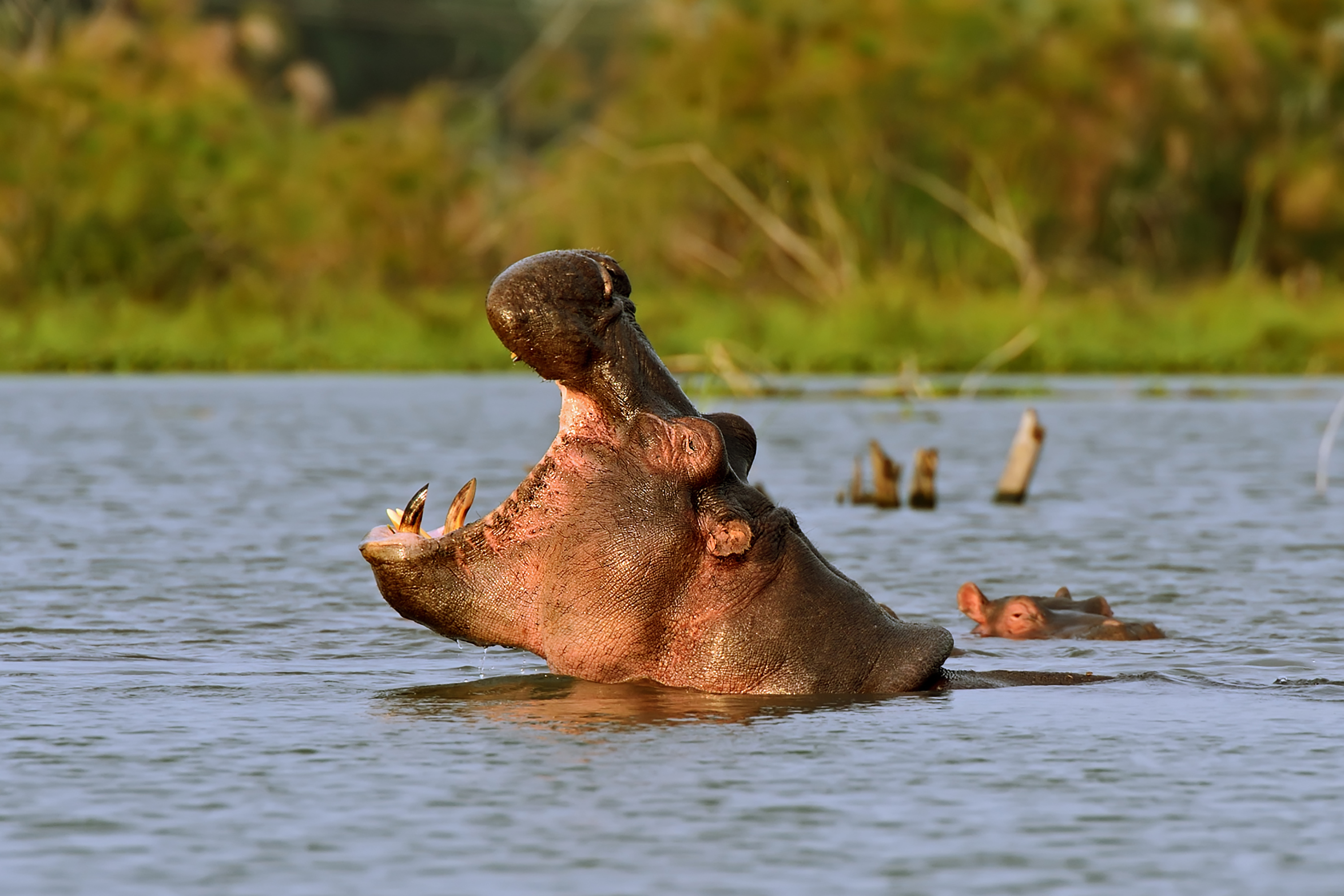 kenya_nakuru_flodhest_01