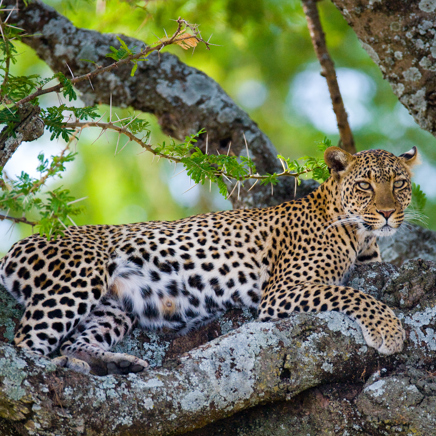 kenya_masai mara_leopard_02