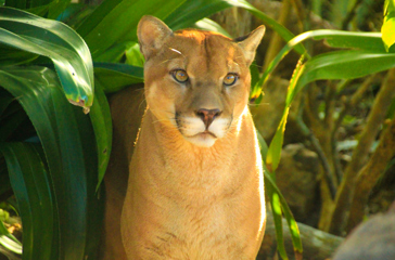 costa rica - rincon de la vieja_puma_01