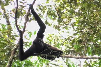 Earth Lodge Malaysia Gibbonabe