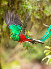 guatemala_puerto_quetzal_bird_01