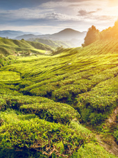 malaysia - cameron_te plantage_01