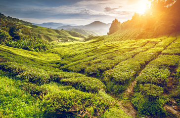 malaysia - cameron_te plantage_01