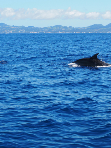 Azorerne_hvalsafari_02