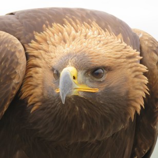 GOLDEN EAGLE SER VI