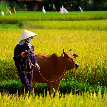 Vietnam - vietnam_befolkning_kvinde_okse_01