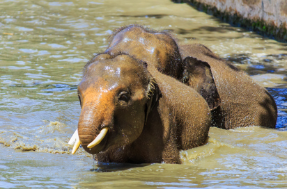borneo_pygmy elefant_02