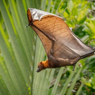 Utan Rainforest Lodge Flying Fox