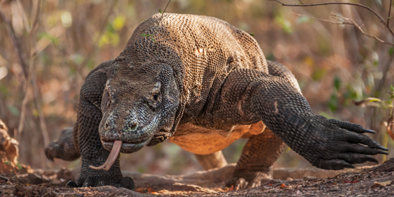 Komodo Varan Gi 173709061