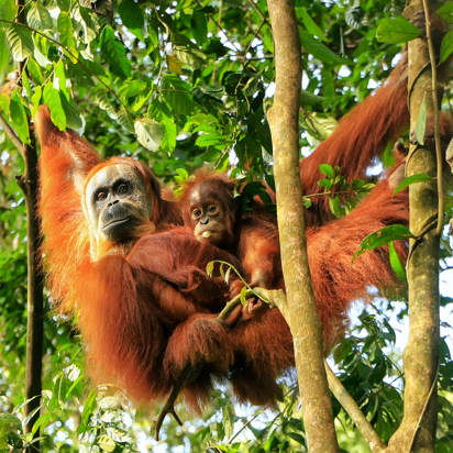 Bukit Lawang Orangutang 1263484750