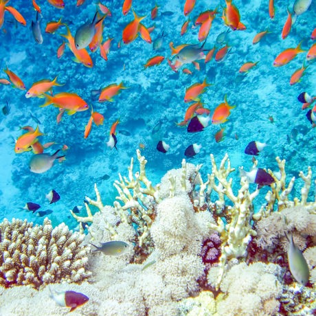 bali - bali_dykning_koral_01