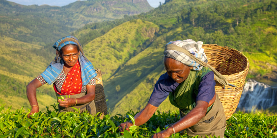 video_sri lanka_teplantage_kvinde_02