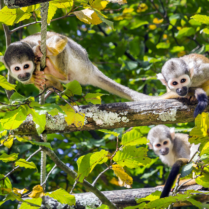 peru - amazonjunglen_aber_01