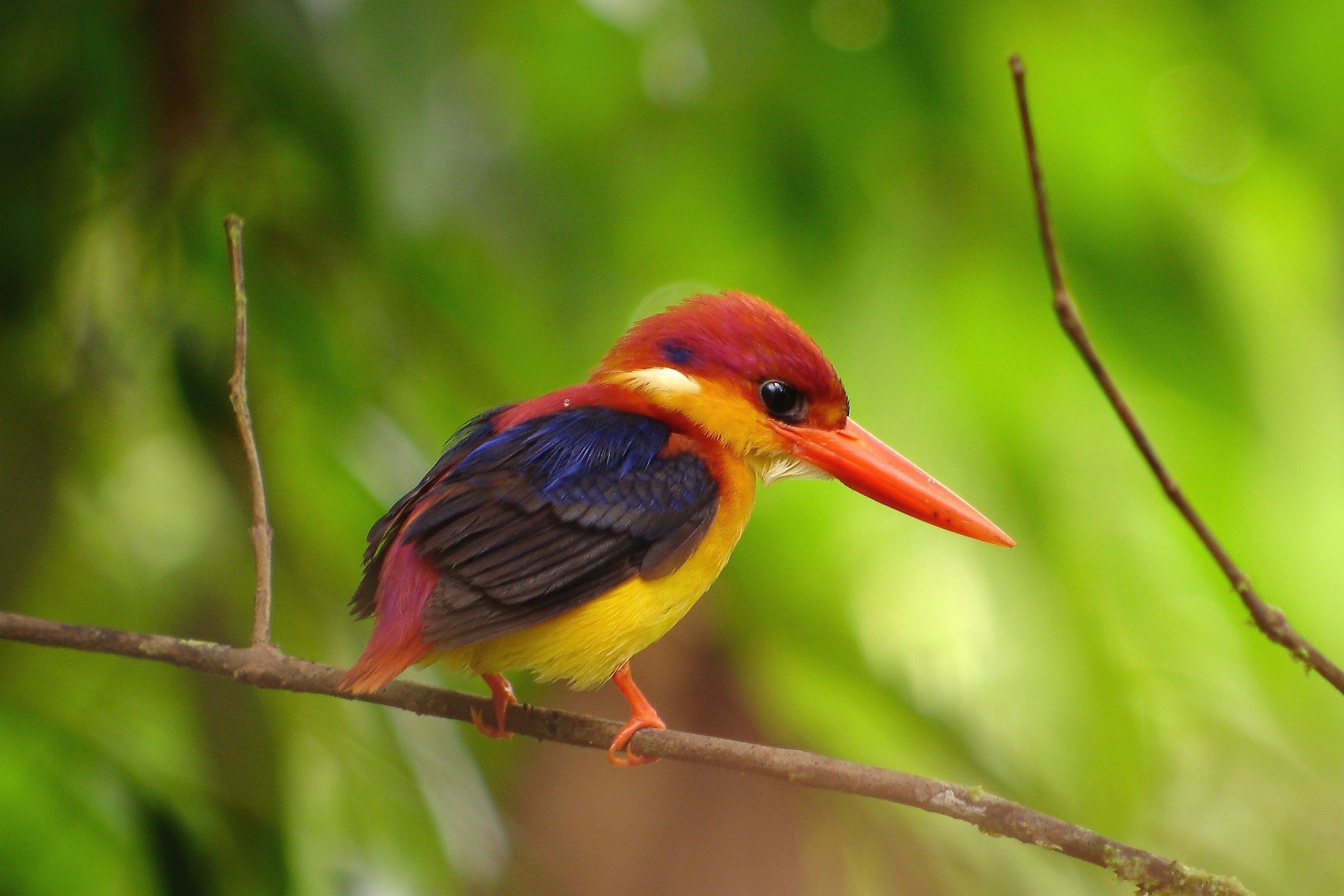 Abah Tabin Black Backedkingfisher