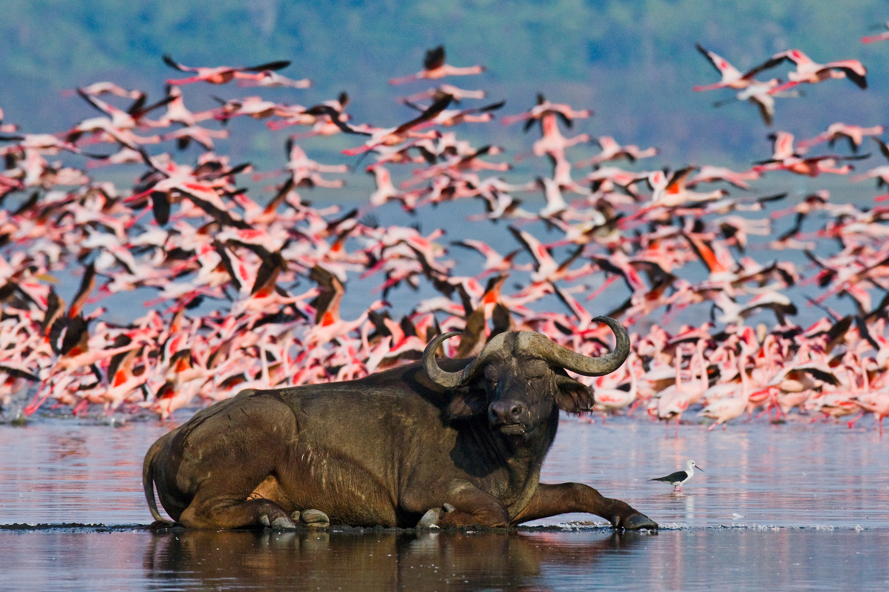kenya_nakuru_flamingo_boeffel_01