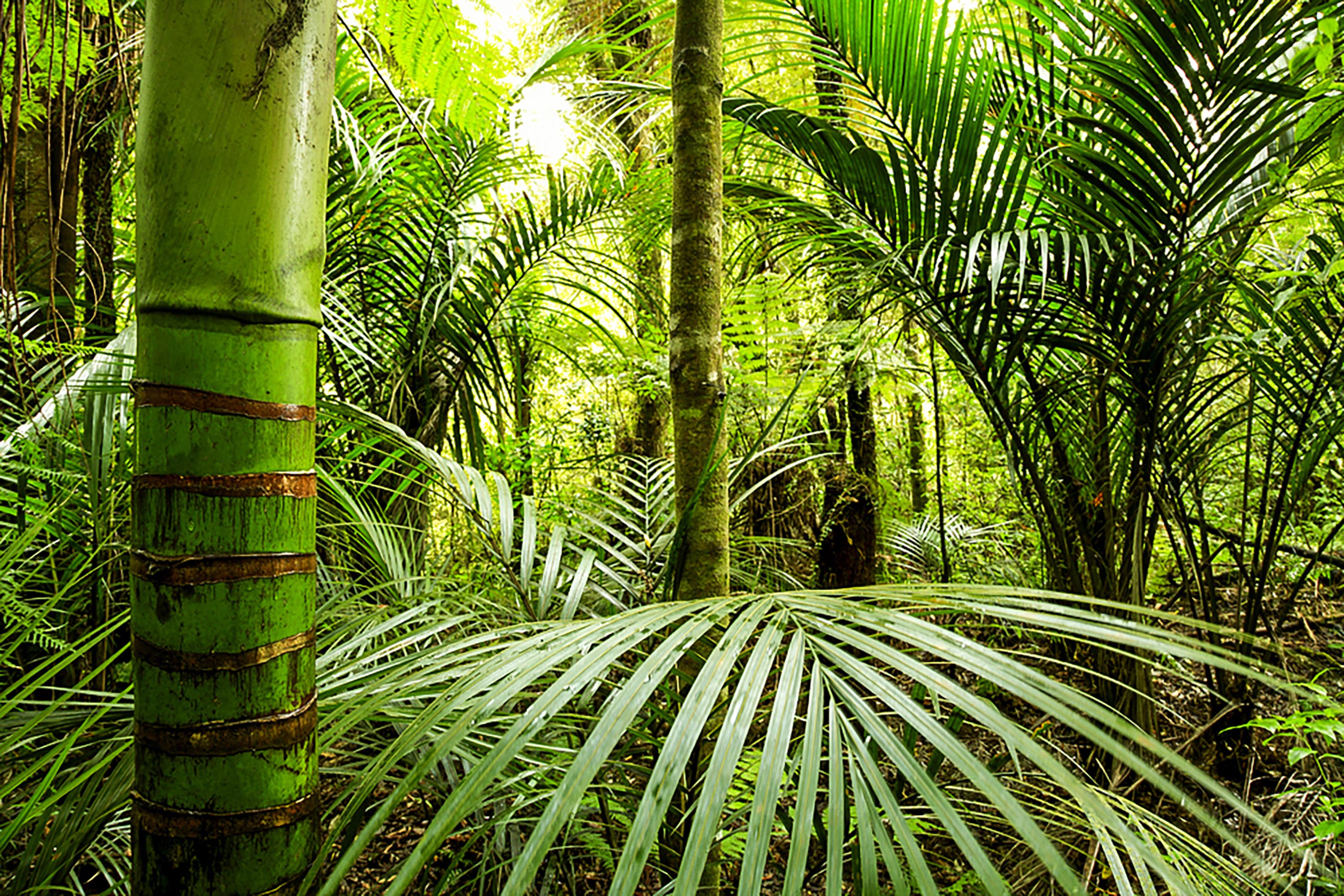 new zealand - new zealand_natur_regnskov_01