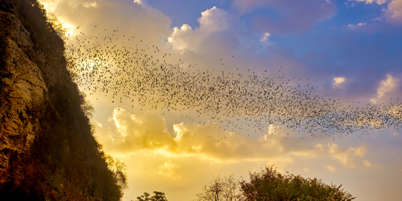 Cambodia Battambang Flagermus GT 1391197281