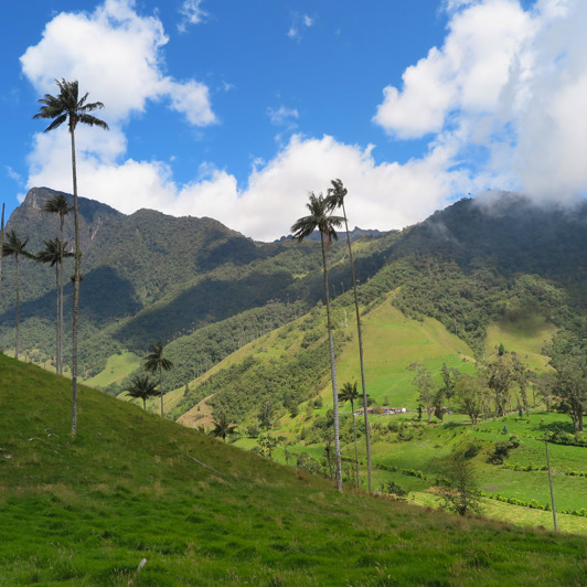 colombia - cocora dalen_palmer_udsigt_02