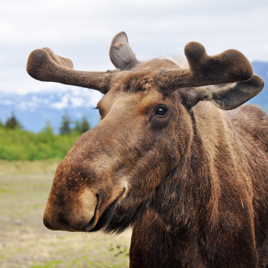 denali national park_dyr_elg_01