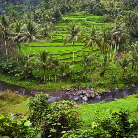 bali - ubud_rismark_06
