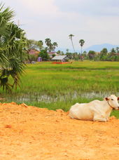 cambodia - cambodia_kampot_01