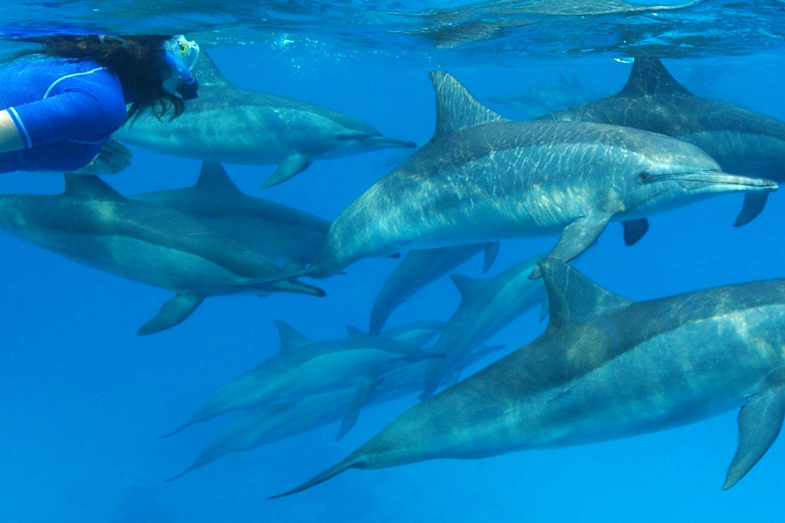 mauritius - mauritius_delfin_03