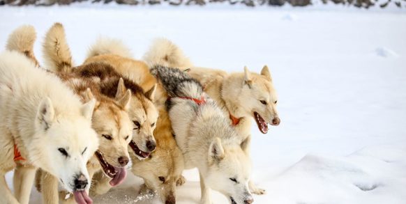 ...om de grønlandske slædehunde. En stor oplevelse for både børn og voksne.