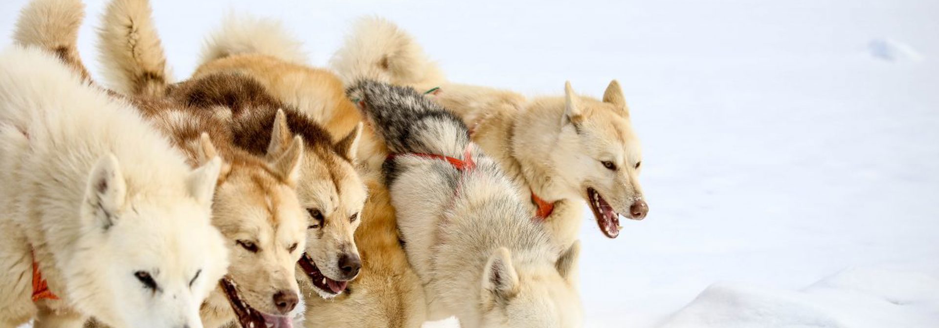 Uummannaq Slædehunde 03