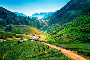 thailand - chiang mai_te plantage_01