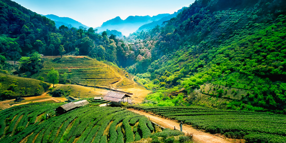 thailand - chiang mai_te plantage_01