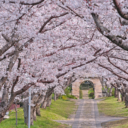 japan - japan_sakura_kisebaertrae_04