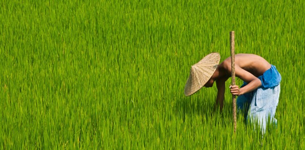 thailand - thailand_rismark_farmer_01