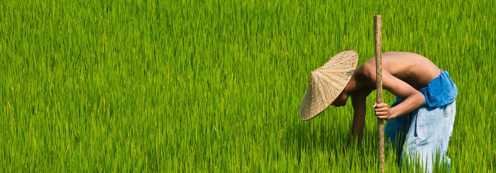 thailand - thailand_rismark_farmer_01