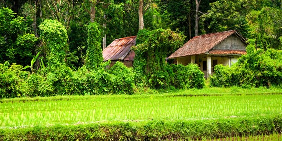 bali - ubud_rismark_26