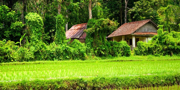Rismarker på Flores