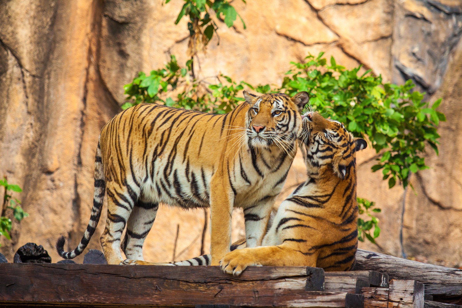 indien - ranthambore_tiger_01