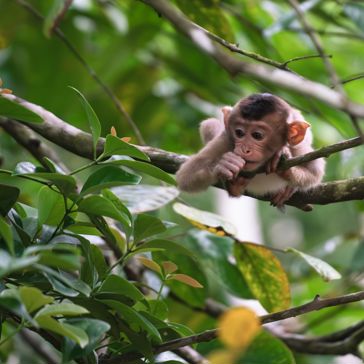 Sukau Rainforest Makakabe 2548575595