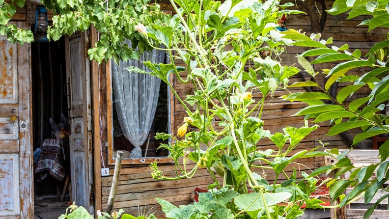 Armenia Areni Village Wooden Hut In Green Garden Horizontal