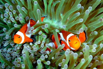 Snorkling ud for Flores