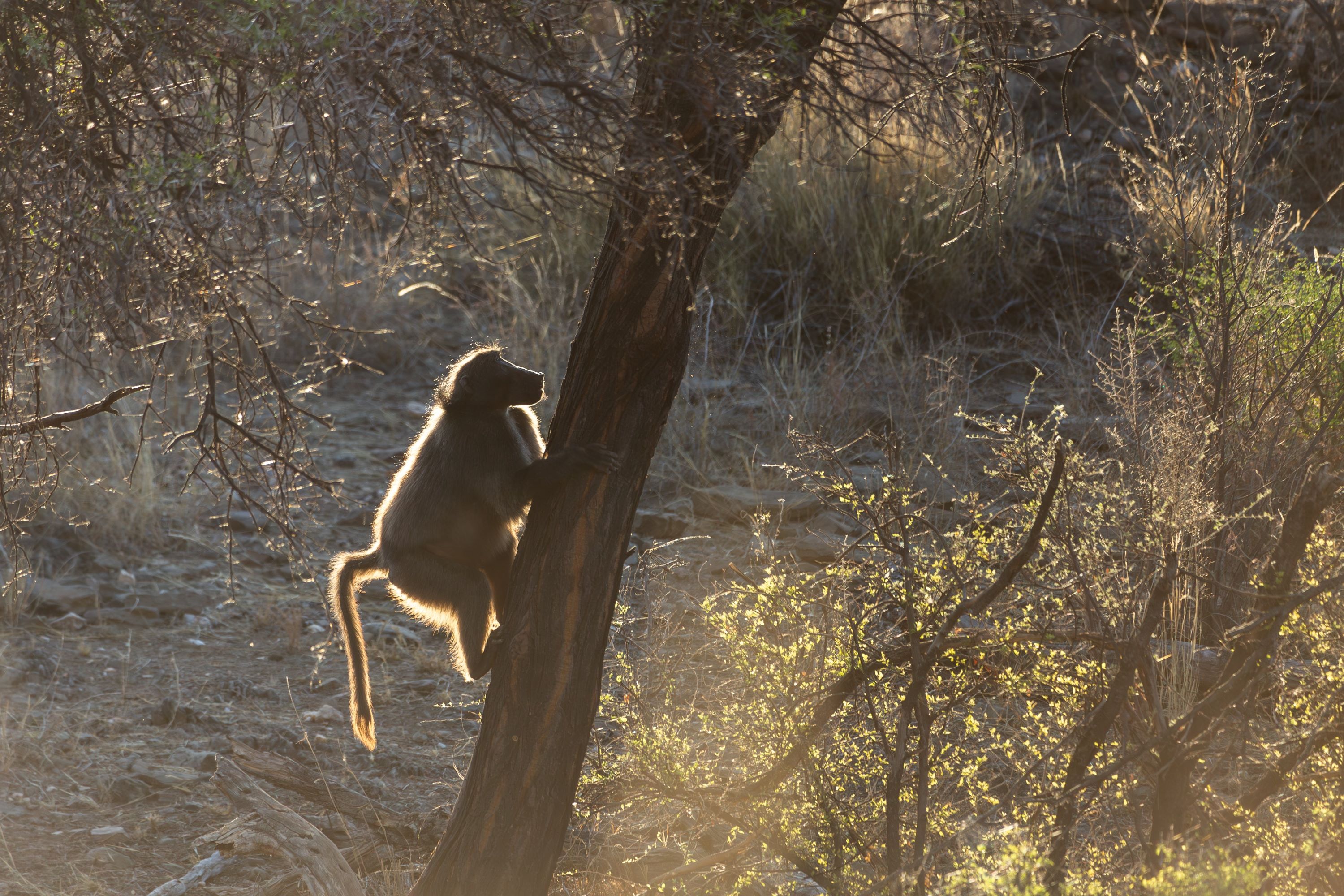 Windhoek Monkey 2384602641