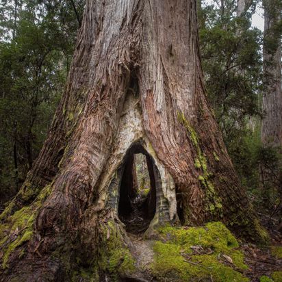 Australien Tasmanien Mount Field National Park Hult Træ