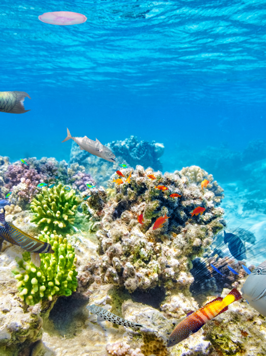 australien - great barrier reef_Koral_07