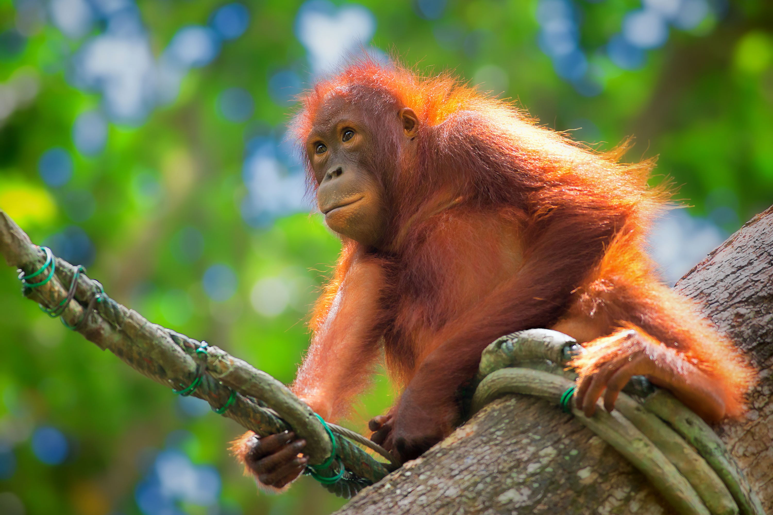 sepilok_orangutan centre_12
