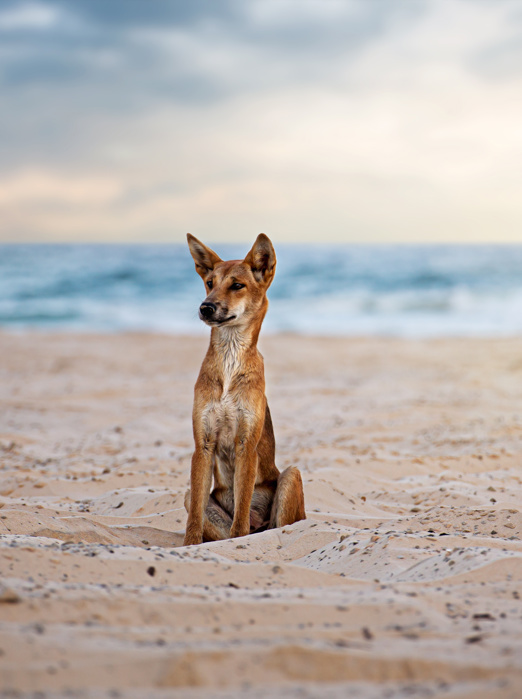 Dingo
