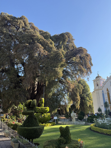 Mexico Oaxaca Tule Trae 01 Pernille