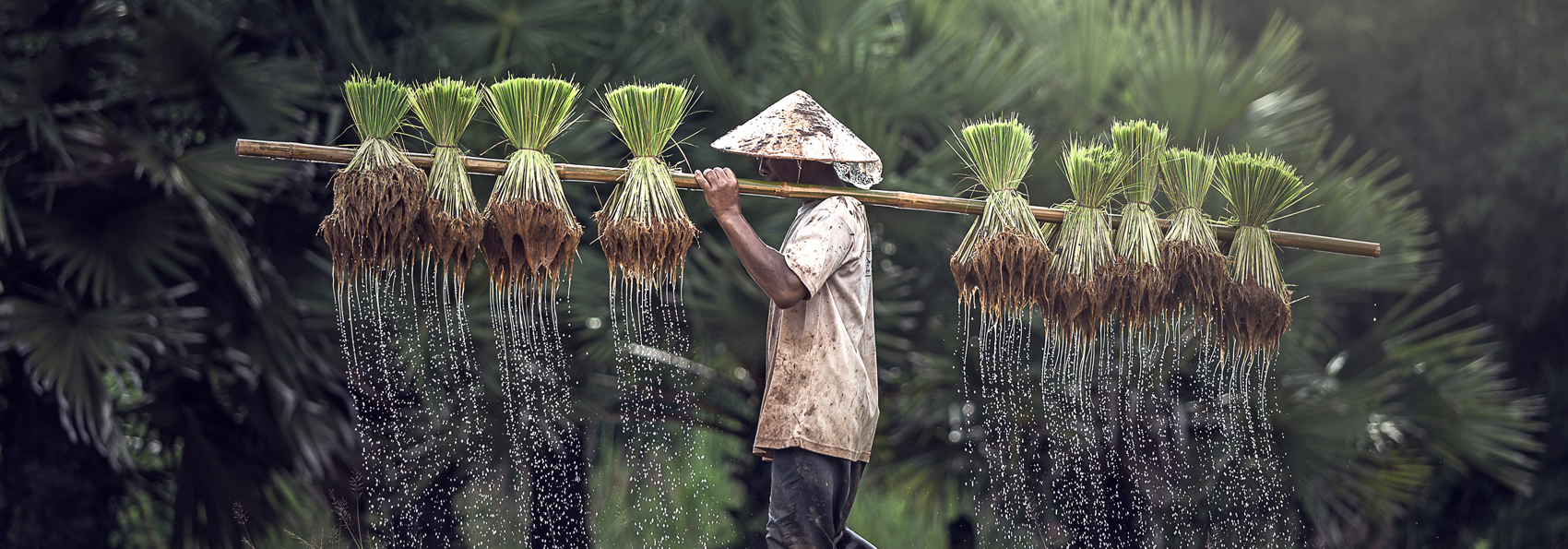 vietnam - vietnam_rismark_farmer_03