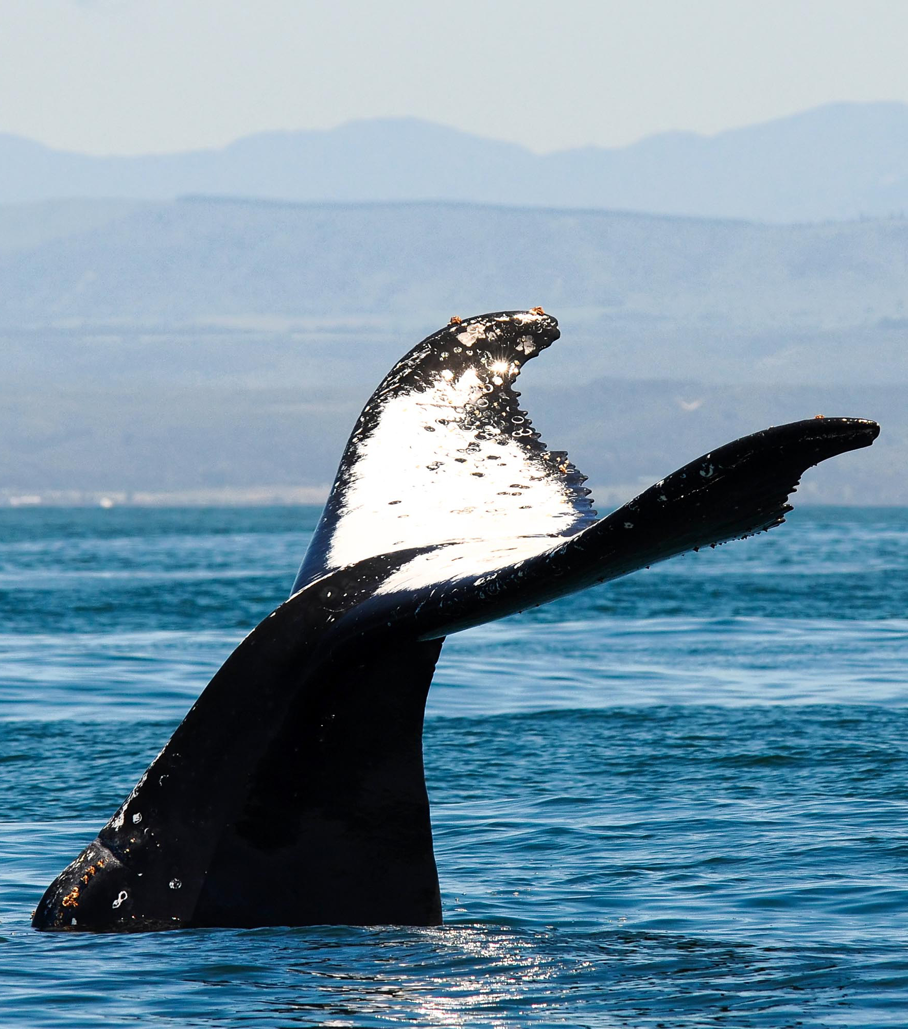 sydafrika - plettenburg bay_hval_hale_03_hf