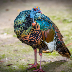 guetemala_tikal_kalkun_01