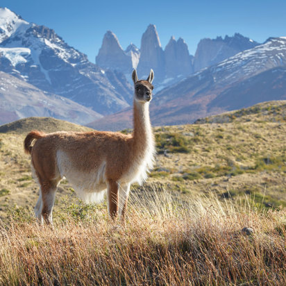 Puerto Natales Guanaco 280431626